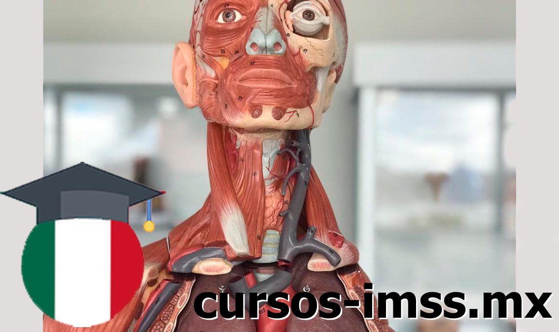 Cursos de Fundamentos de anatomía y técnica quirúrgica básica ofrecido por Cursos IMSS